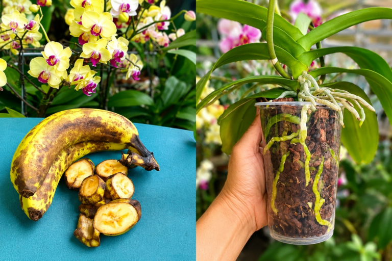 Wenn Sie diese Methode noch nicht kennen, sollten Sie sie unbedingt ausprobieren | So bringen Sie Ihre Orchidee zu einer prachtvollen Blüte