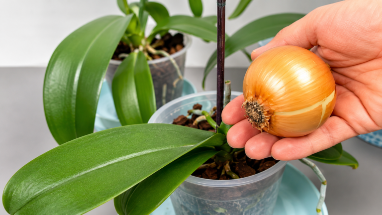 Eine Zwiebel genügt – und Ihre Orchidee kann das ganze Jahr über blühen
