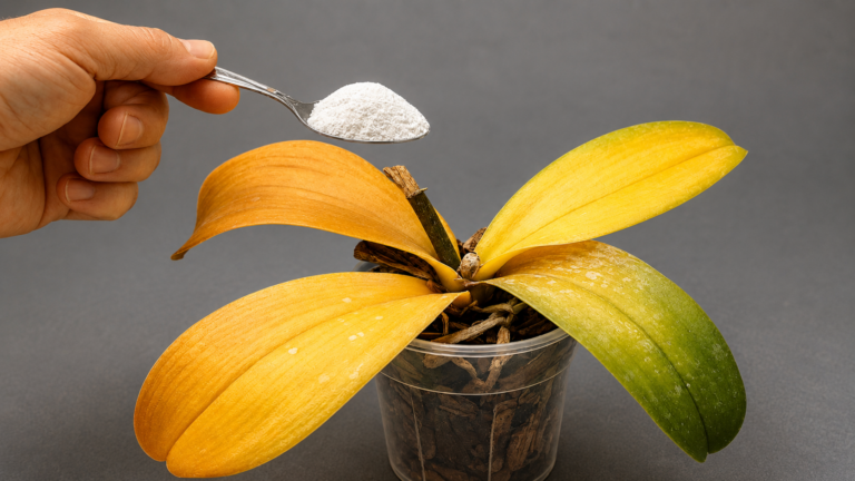 1 Esslöffel pro Woche! Plötzlich bildet Ihre Orchidee neue Wurzeln und blüht das ganze Jahr über