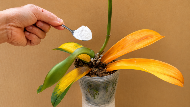 Nur ein Löffel genügt! So treibt Ihre Orchidee neue Wurzeln und blüht wieder üppig